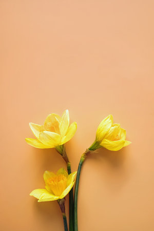Yellow daffodils with copy space, spring flowersの写真素材