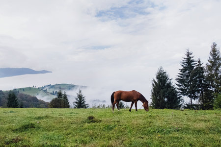 One horse grazing in a meadow in a mountains.