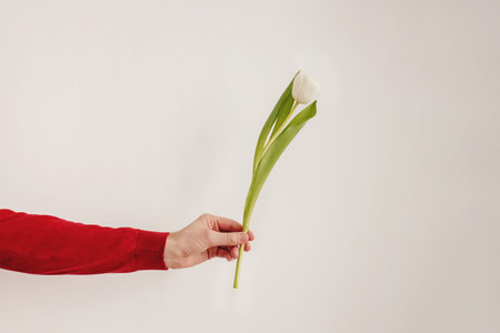 Mans hand holding a white tulipの写真素材