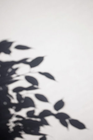 Shadow of the leaves on a white wall