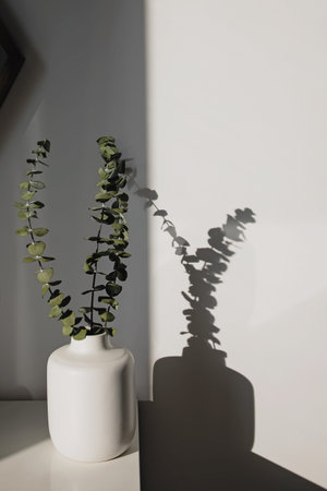 Eucalyptus plant branches in a white vase
