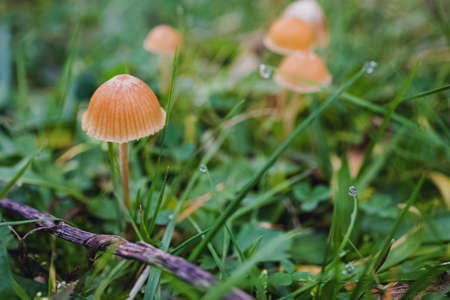 Close-up shot of small wild mushrooms in green grass.の写真素材