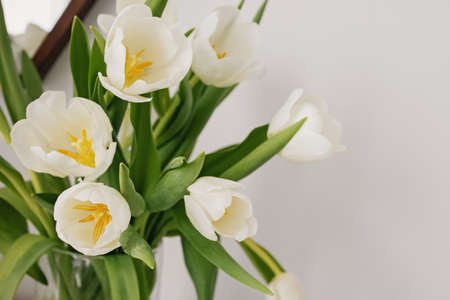 Bouquet of fresh spring white tulipsの写真素材