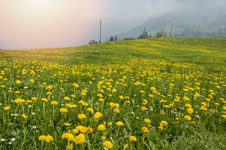 Spring meadow with a dandelions