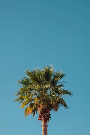 Tall tropic palm tree against the blue skyの写真素材
