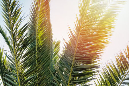 Leaves of tropic palm close-up with sunlight effect.