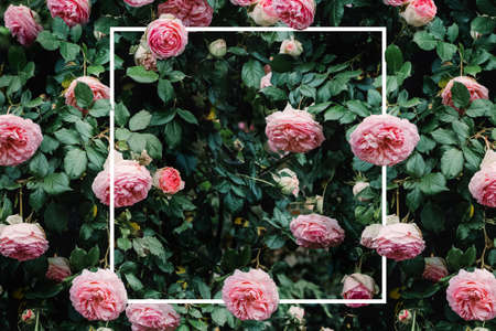 Abstract composition with pink roses and white frame, place for textの写真素材