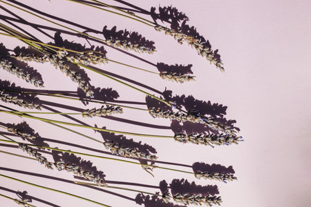 Lavender flowers on pastel purple background in natural sunlight, top view.の写真素材