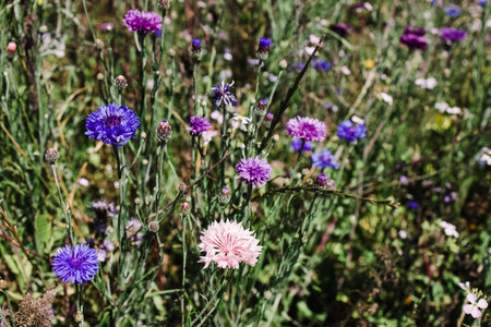 Summer flowers of pink and purple colors in the meadow,の写真素材