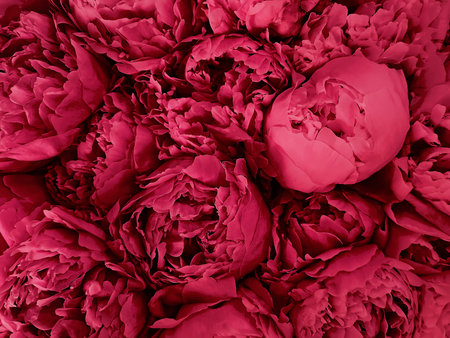 Beautiful big bouquet of bright magenta peonies close-up, color of the year 2023