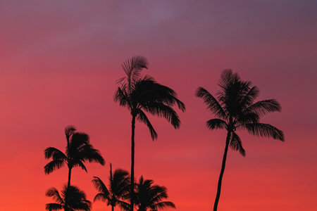 Silhouettes of tropic palms against the sky on sunset or sunrise, bright red colors, summer backgroundの写真素材