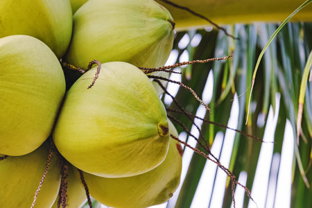 Green fresh coconuts hanging on the palm close-up,