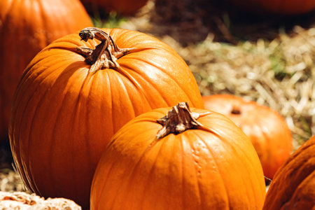 Close-up of big orange pumpkins on the farm. Fall decor