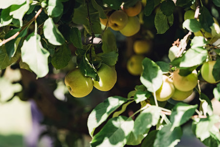 Close-up of delicious ripe organic apples on the tree. Autumn harvestの写真素材