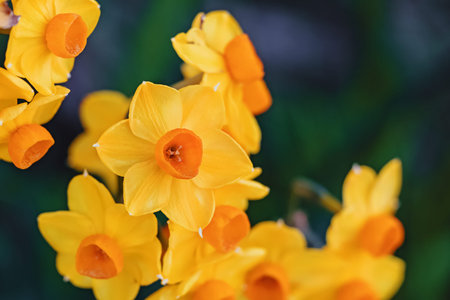 Daffodils close-up, bright yellow spring flowers