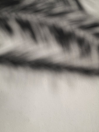 Palm leaves shadow on the white wall. Abstract blurred background, summer conceptの写真素材