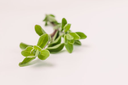 Fresh Oregano isolated on white background close-upの写真素材