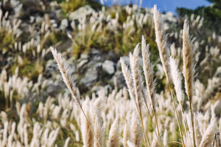 Pampass grass, reed oの写真素材