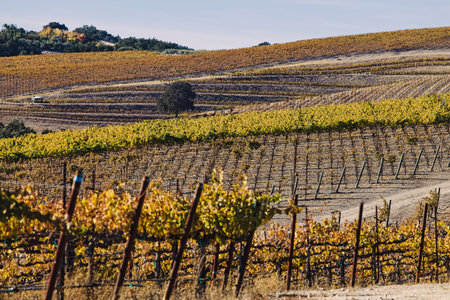 Vineyard with yellow leaves on the warm sunny autumn day, Paso Robles, Californiaの写真素材