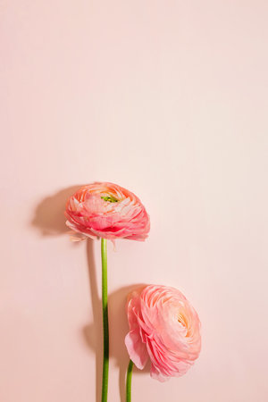 Ranunculus isolated on pink background. Two Buttercup flowersの写真素材