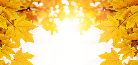 Yellow maple leaves on the tree close-up, fall banner backgroundの写真素材