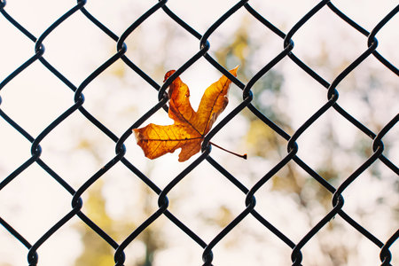 One yellow leaf on the mesh fence, fall season conceptの写真素材