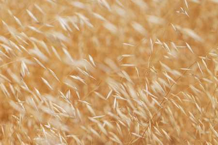 Dry grass close-up, selective focus, abstract summer backgroundの写真素材