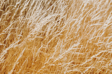 Dry grass in the meadow, summer backgroundの写真素材