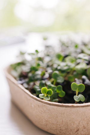 Microgreens ready to harvest in recycled paper container; sustainable and healthy lifestyle