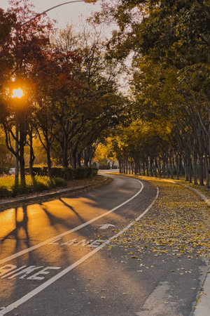 Beautiful street with no cars with autumn foliage on sunny dayの写真素材