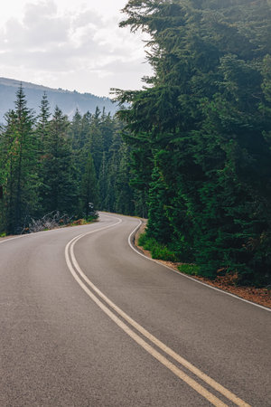 Scenic windy road with no cars throught the pine forest