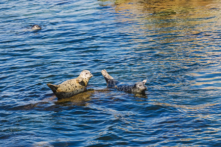 Cute funny harbor seals lying on the rocks near Monterey, California