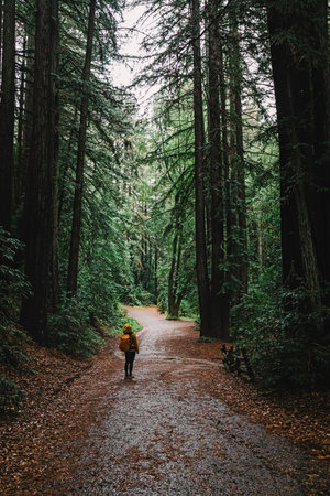 Woman hiking in the park with tall redwood trees in rainy day, Reinhardt Redwood Regional Park, Californiaの写真素材