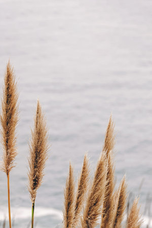 Dry reed or pampass grass over the ocean background close-upの写真素材