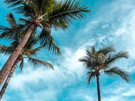 Palm trees on the blue sky, summer tropic background
