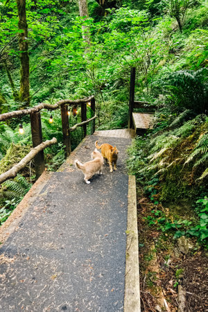 Two cute cats walking in the gardenの写真素材
