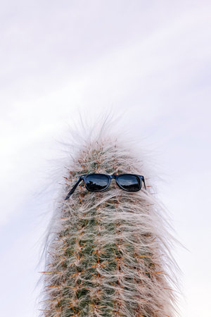 Cactus in sunglasses, desert lifestyleの写真素材