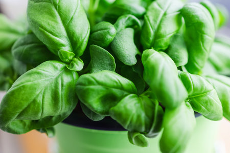 Fresh green leaves of the basil growing in the pot close-upの写真素材