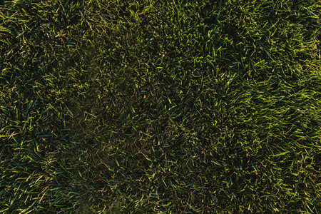 Green cut grass texture, green nature backgroundの写真素材
