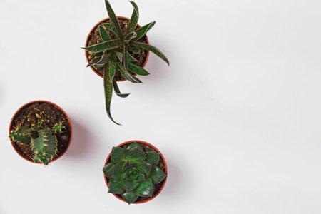 Small succulents and cacti in pots, top viewの写真素材