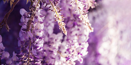Close-up of delicate purple wisteria blooms in sunny gardenの写真素材