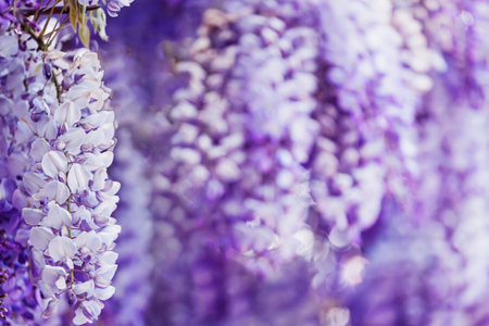 Close-up of delicate purple wisteria blooms in springの写真素材