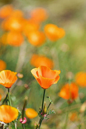 Bright orange poppies close-up bloom in a vibrant field during springtimeの写真素材