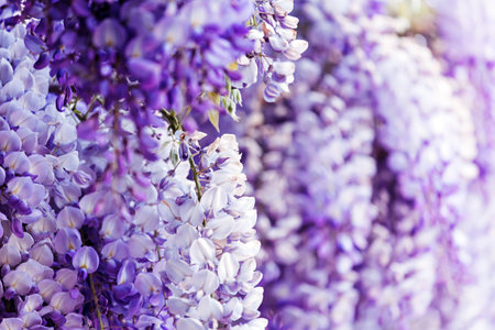 Close-up of delicate purple wisteria blooms in springの写真素材