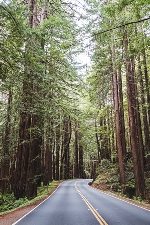 Scenic drive through tall redwood trees in a serene forest, Northern Californiaの写真素材