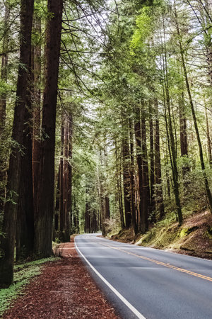 Scenic drive through towering redwood trees in a serene forest setting during daylightの写真素材