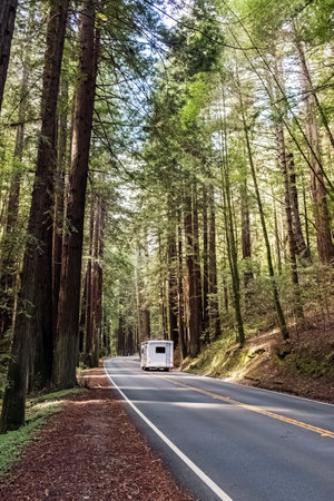 Van driving on a winding road with no cars through tall redwood trees in a peaceful forestの写真素材