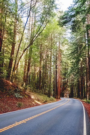 A winding road with no cars through tall redwood trees in a peaceful forestの写真素材
