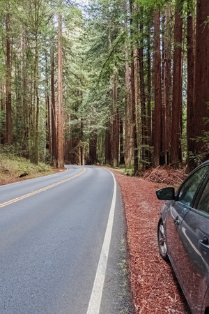 Car parked on the side of a winding road through towering redwood trees in a peaceful forestの写真素材