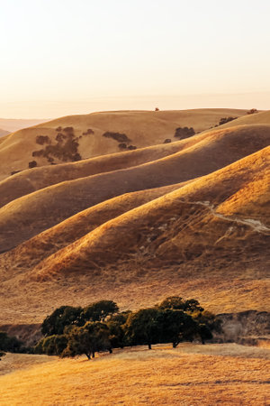 Golden rolling hills bathed in sunset light with scattered trees in the backgroundの写真素材
